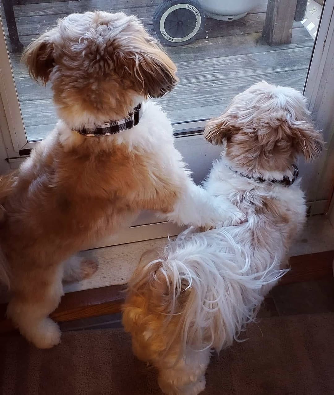 Post 10 by Tedy & Phoenix the Shihtzus 🐾 on Instagram (image)