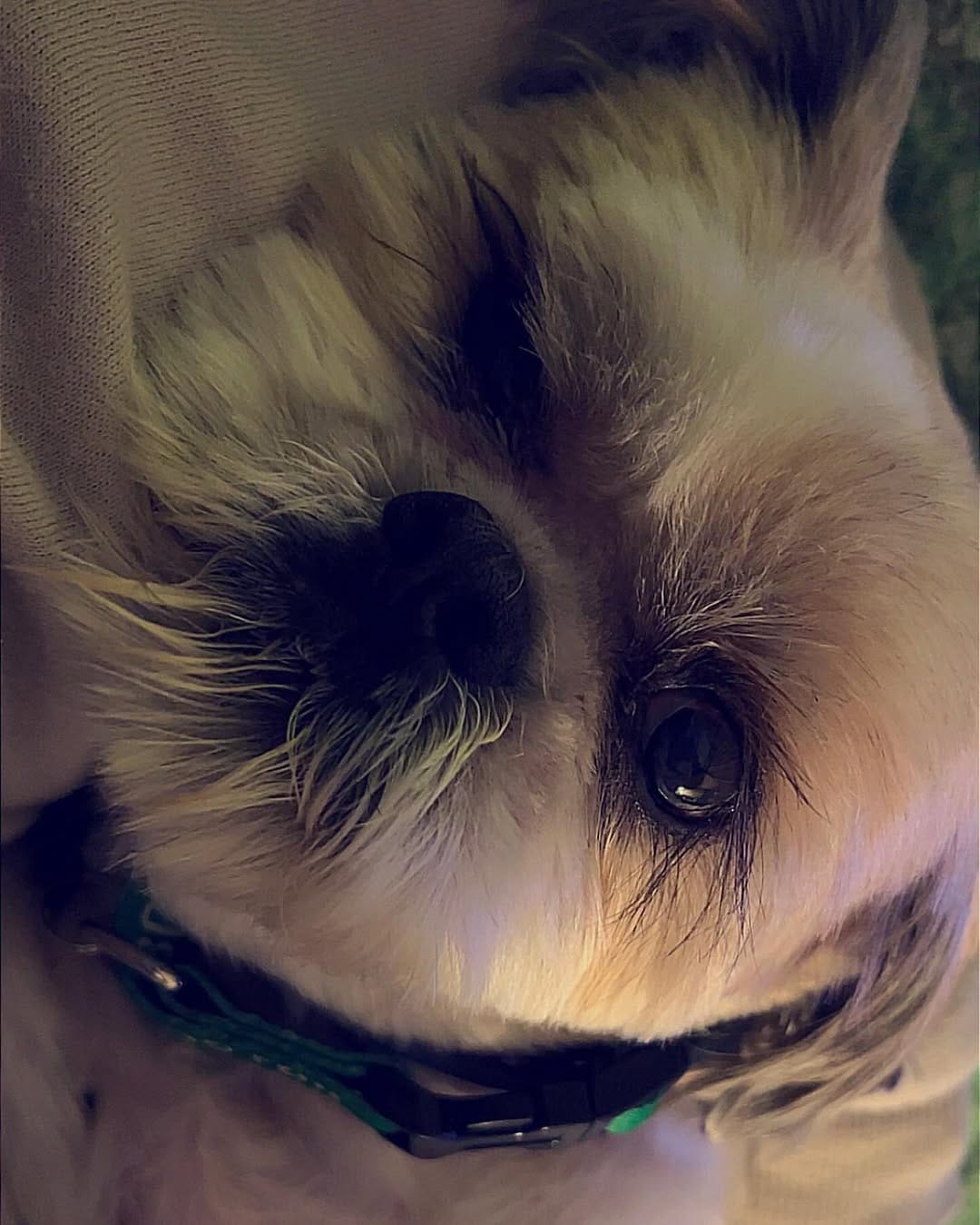 Post 1 by Tedy & Phoenix the Shihtzus 🐾 on Instagram (carousel)