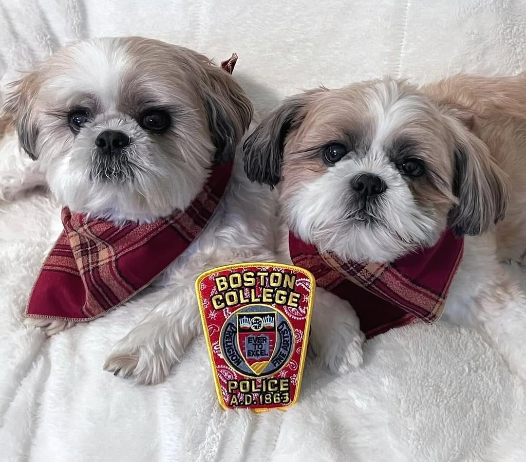 Post 4 by Tedy & Phoenix the Shihtzus 🐾 on Instagram (carousel)