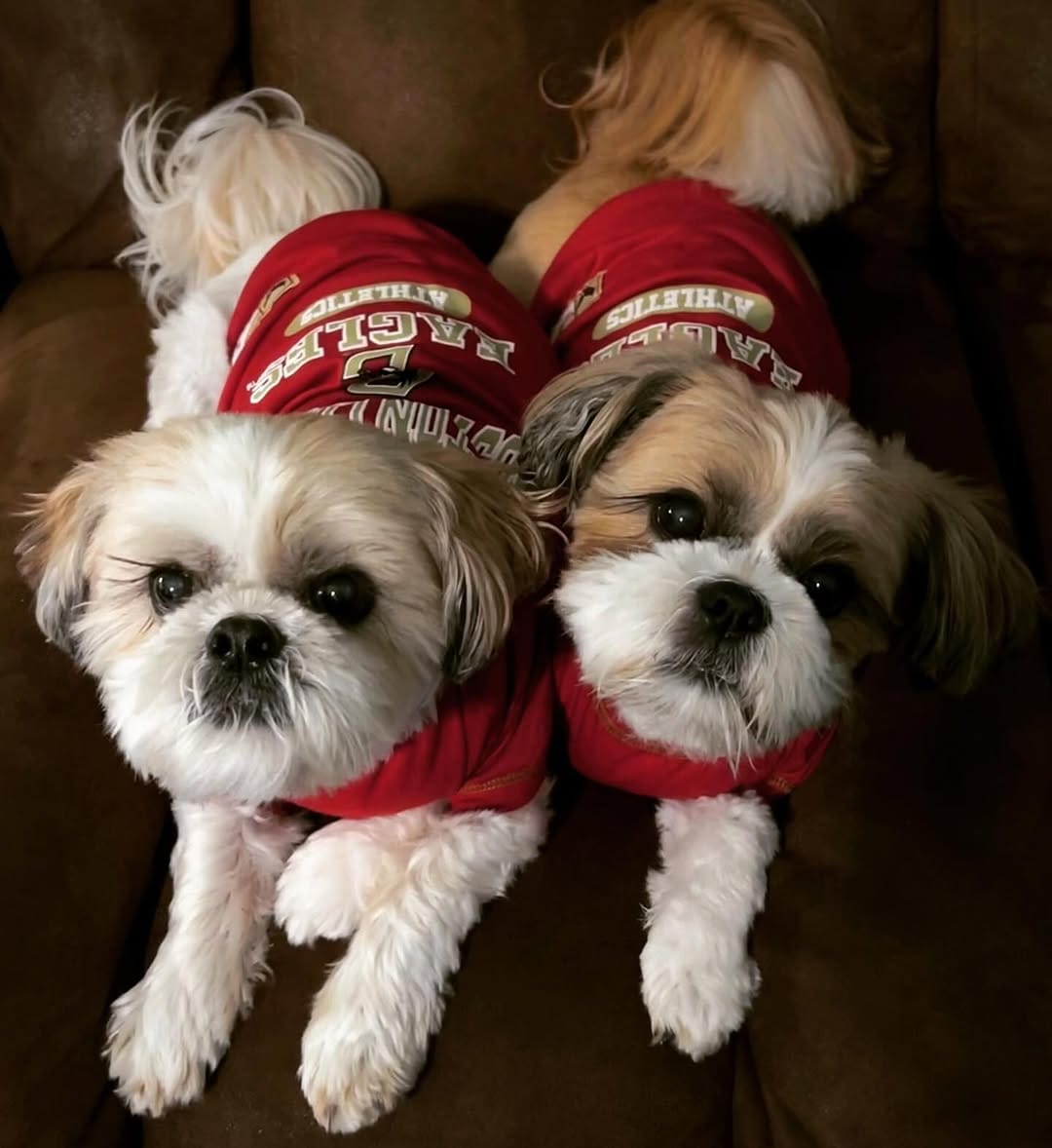 Post 5 by Tedy & Phoenix the Shihtzus 🐾 on Instagram (image)