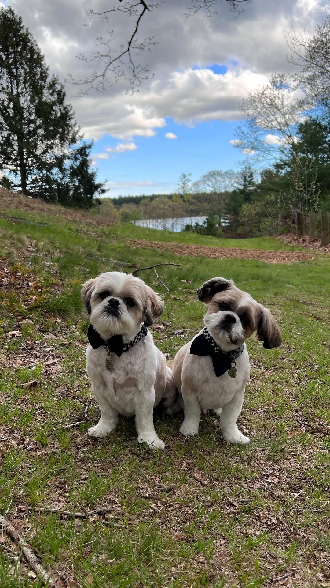 Post 6 by Tedy & Phoenix the Shihtzus 🐾 on Instagram (video)