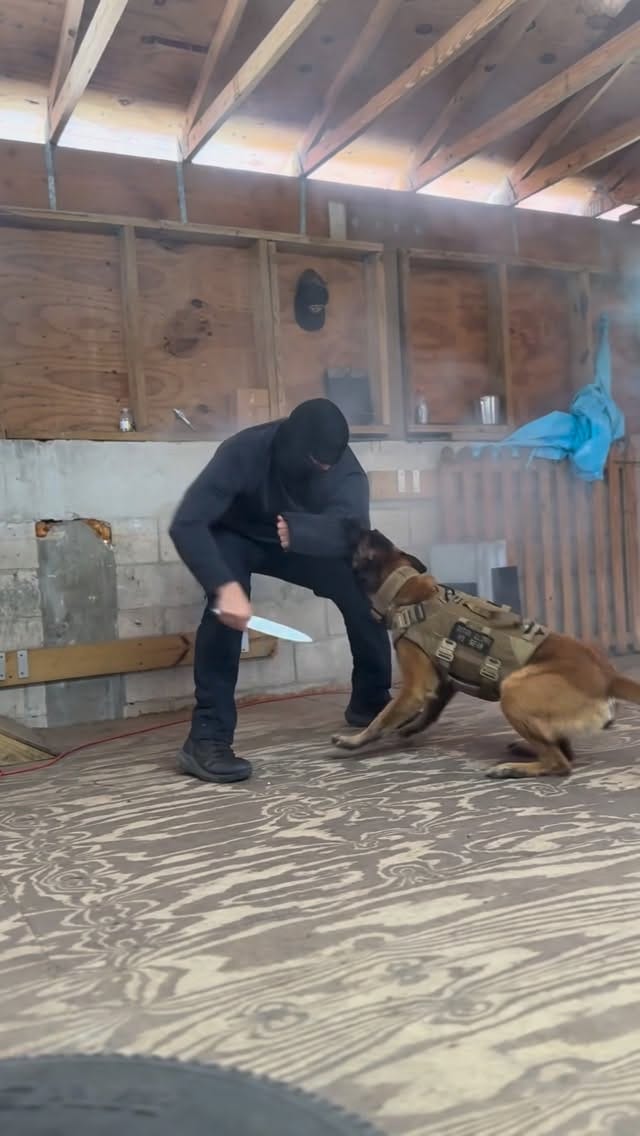 Post 4 by Anthony Guzman 🐾 on Instagram (video)