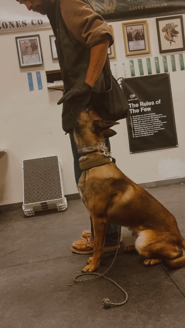 Post 3 by 𝗠𝗢𝗖 𝗞𝟵 𝗧𝗿𝗮𝗶𝗻𝗶𝗻𝗴 on Instagram (video)