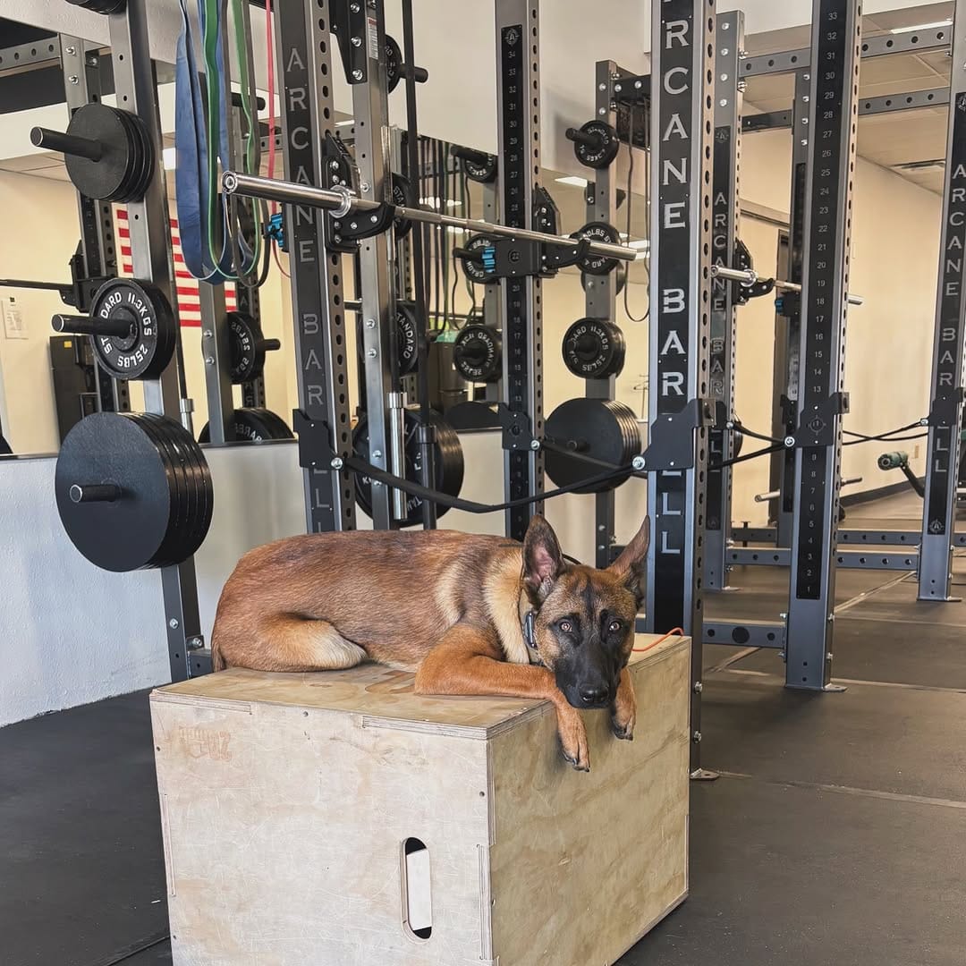 Post 2 by 𝗠𝗢𝗖 𝗞𝟵 𝗧𝗿𝗮𝗶𝗻𝗶𝗻𝗴 on Instagram (carousel)