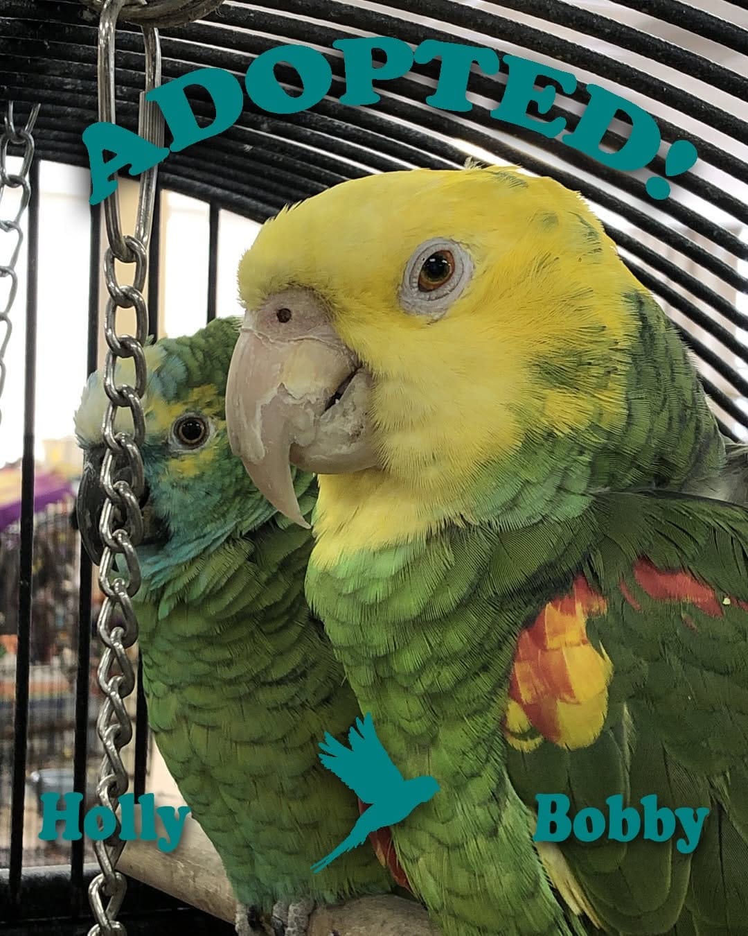 Post 2 by GCCB Rescue & Adoption on Instagram (carousel)