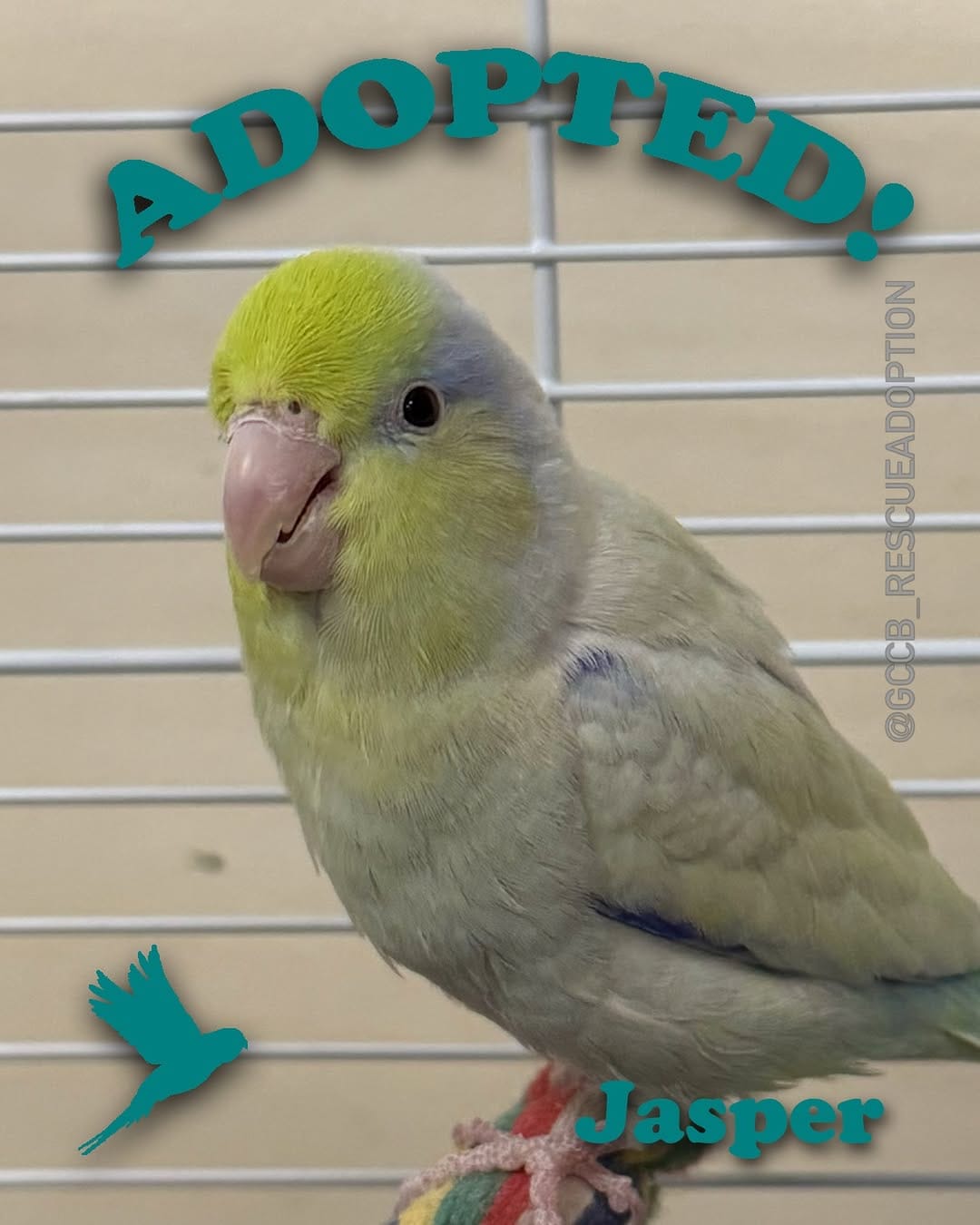 Post 5 by GCCB Rescue & Adoption on Instagram (image)