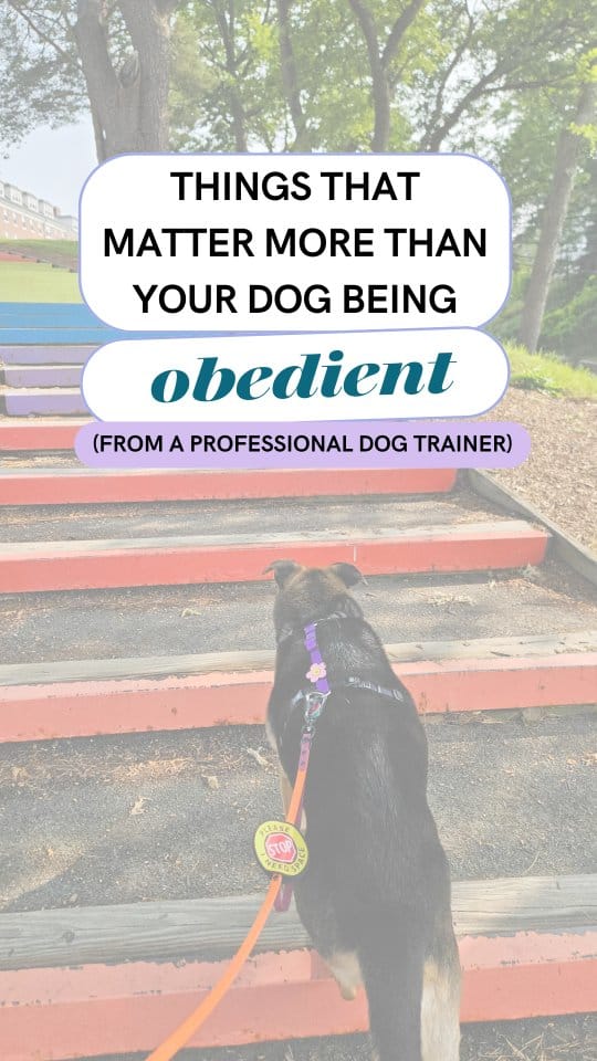 Post 5 by Lyz - Dog Trainer for Nervous & Reactive Dogs on Instagram (video)