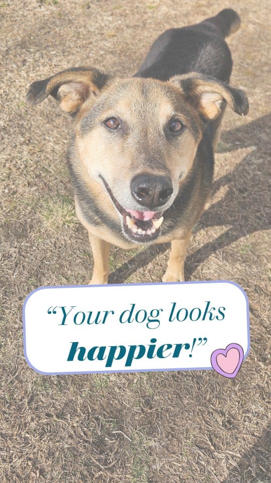 Post 9 by Lyz - Dog Trainer for Nervous & Reactive Dogs on Instagram (video)