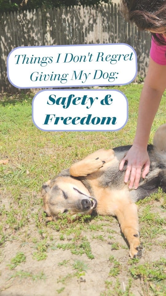 Post 4 by Lyz - Dog Trainer for Nervous & Reactive Dogs on Instagram (video)