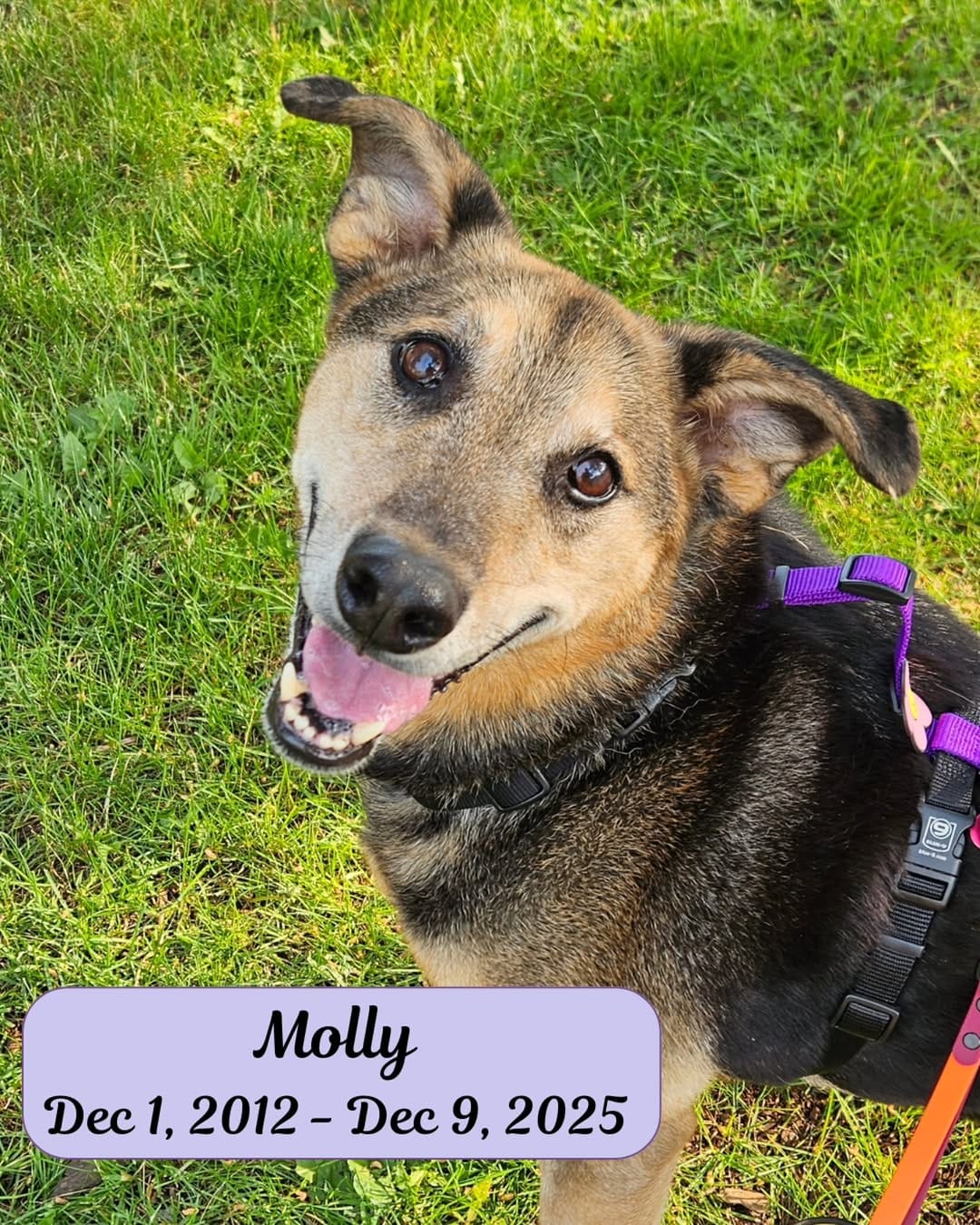 Post 3 by Lyz - Dog Trainer for Nervous & Reactive Dogs on Instagram (carousel)