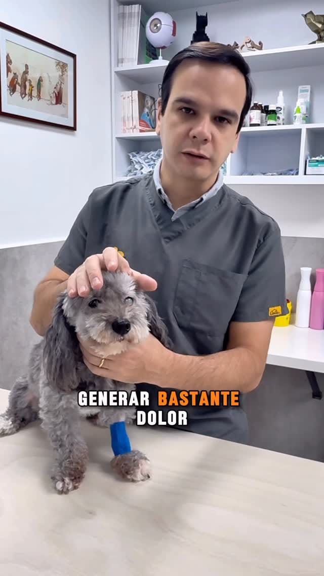 Post 8 by Gustavo Vuurman l Oftalmólogo Veterinario l Clínica Veterinaria on Instagram (video)