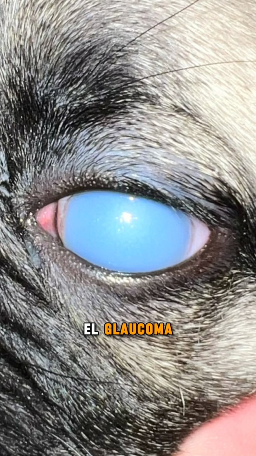 Post 9 by Gustavo Vuurman l Oftalmólogo Veterinario l Clínica Veterinaria on Instagram (video)