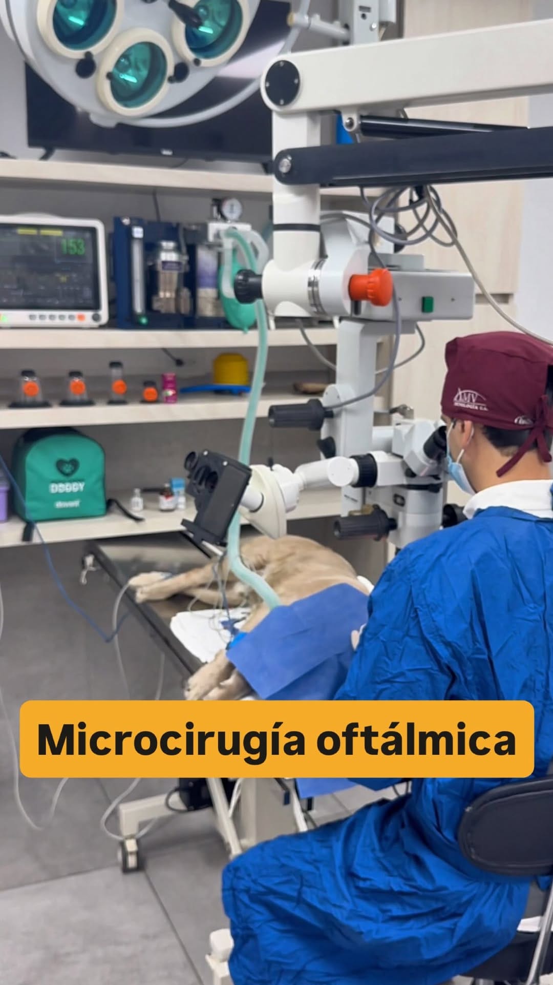 Post 7 by Gustavo Vuurman l Oftalmólogo Veterinario l Clínica Veterinaria on Instagram (video)
