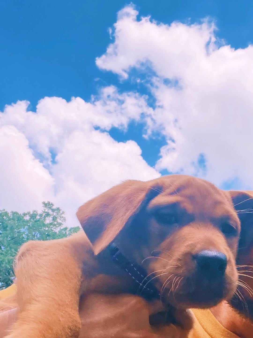 Post 2 by Chili Puppers on Instagram (image)