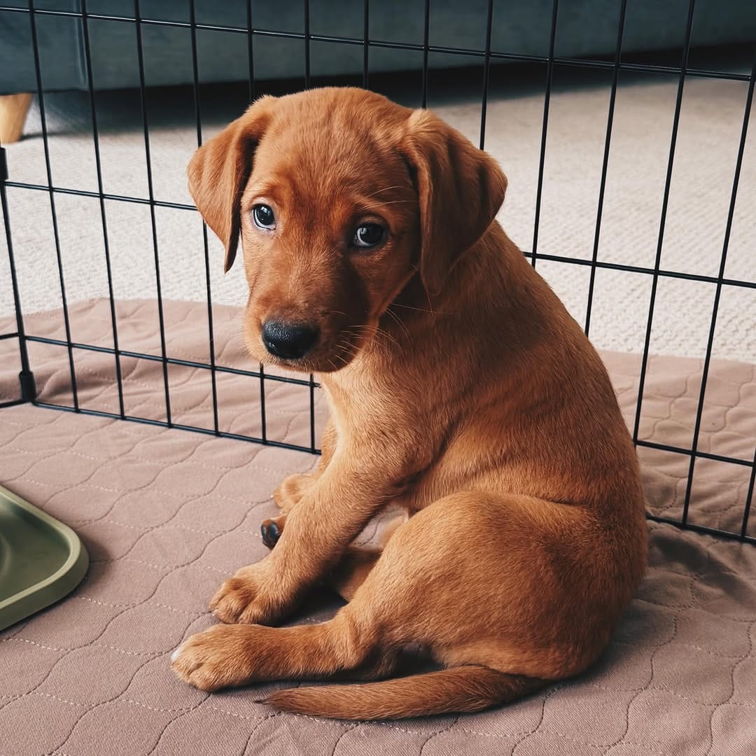 Post 4 by Chili Puppers on Instagram (image)