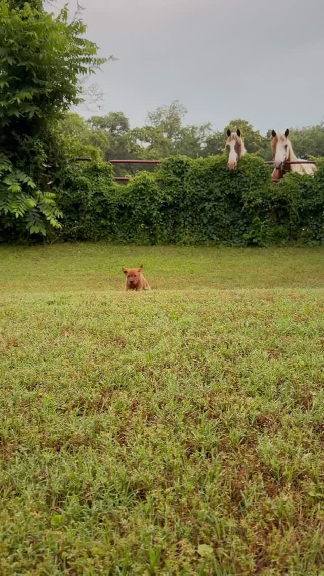 Post 5 by Chili Puppers on Instagram (video)