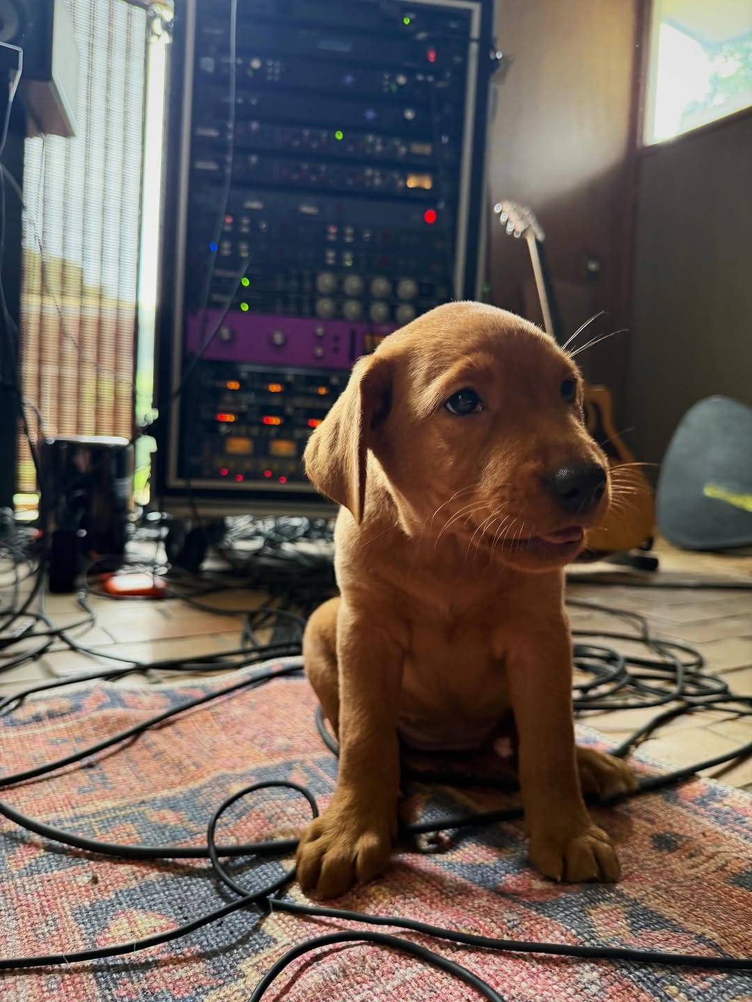 Post 6 by Chili Puppers on Instagram (carousel)
