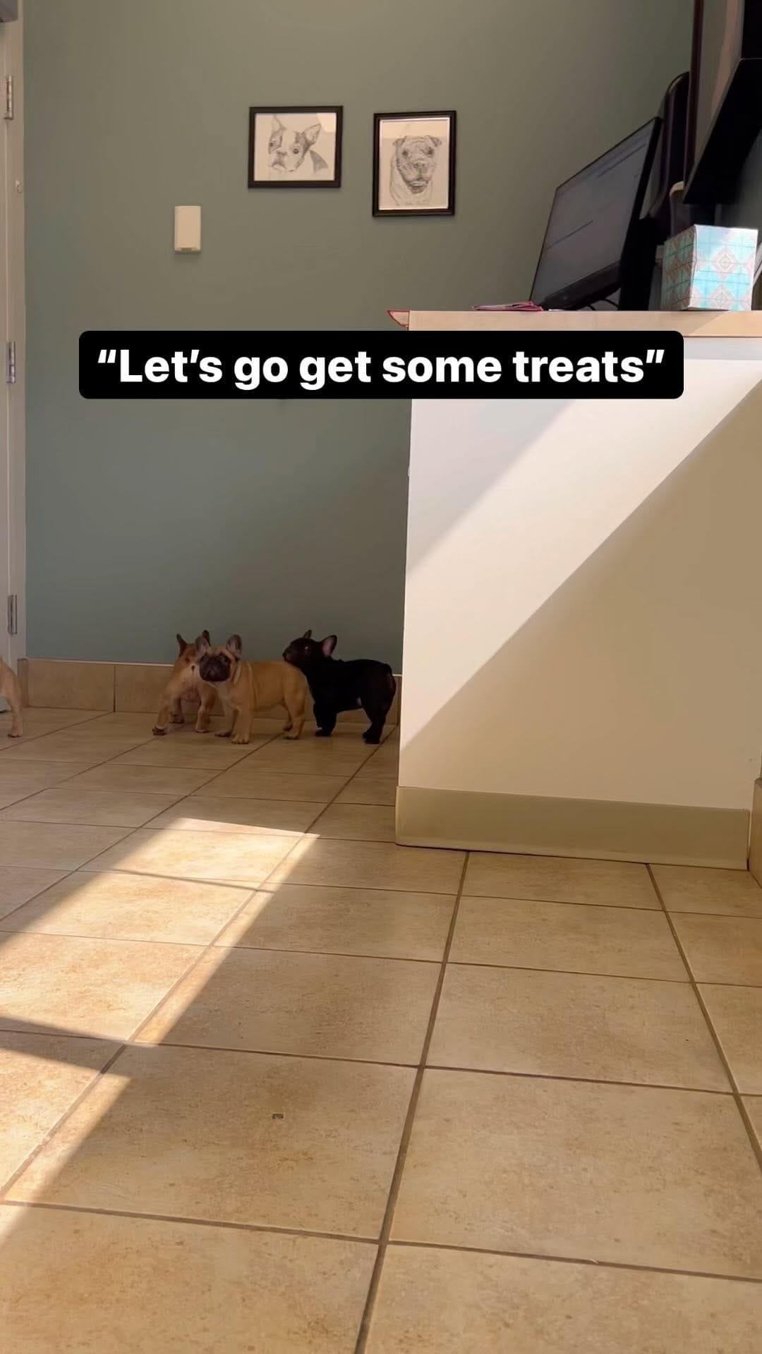 Post 8 by Monaco French Bulldogs on Instagram (video)