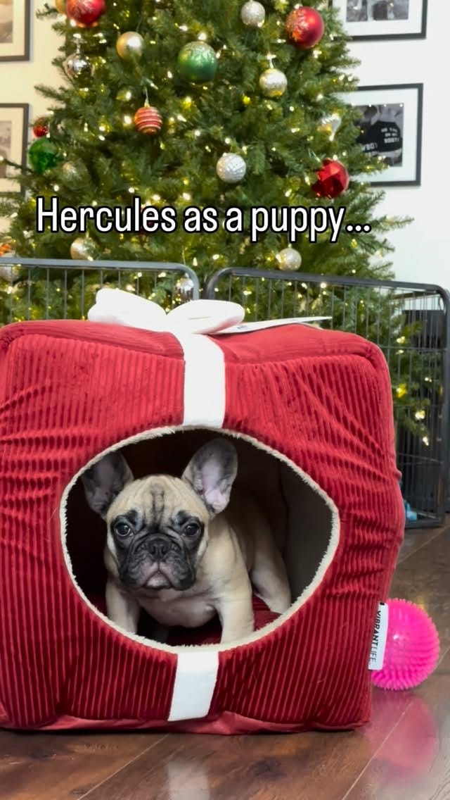 Post 3 by Monaco French Bulldogs on Instagram (video)