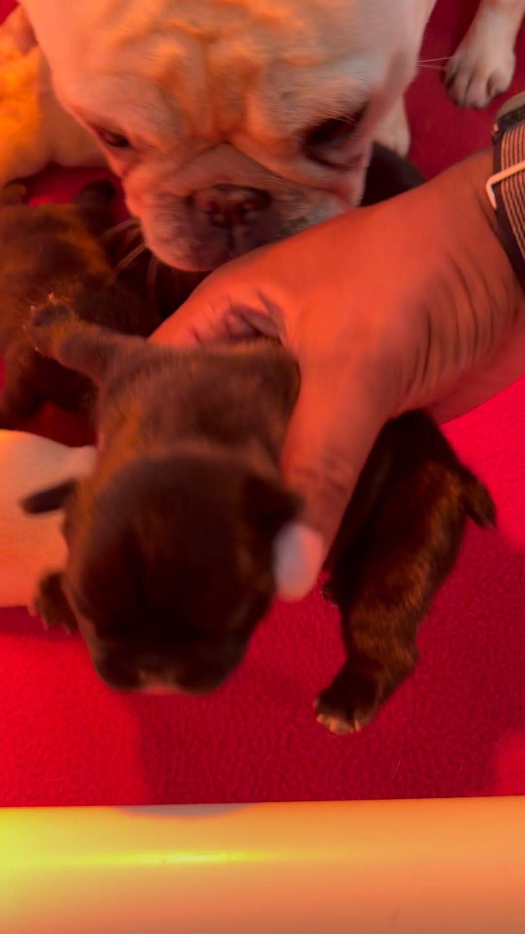 Post 6 by Monaco French Bulldogs on Instagram (video)