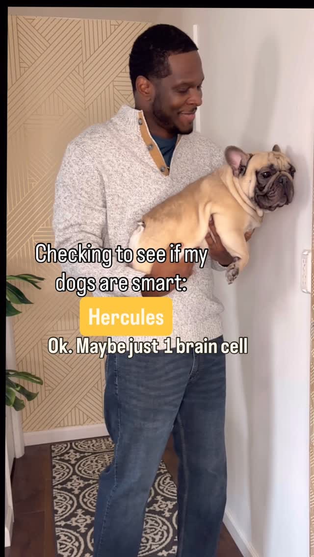 Post 5 by Monaco French Bulldogs on Instagram (video)