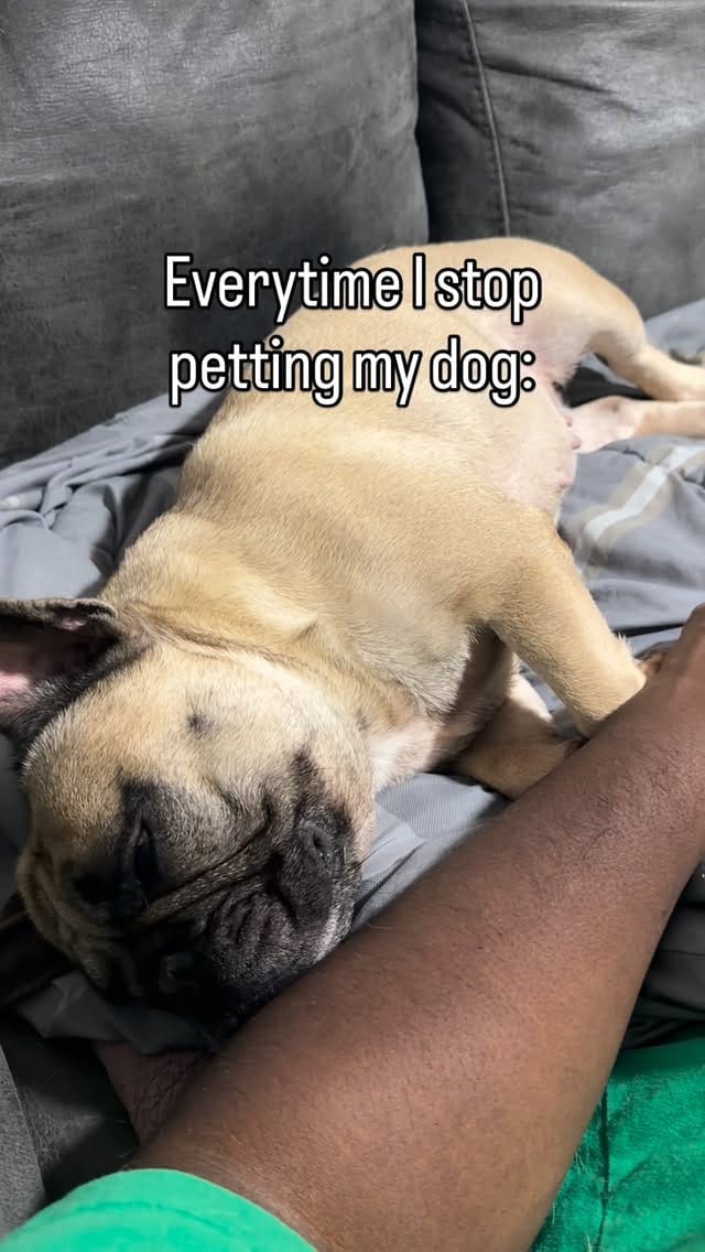 Post 2 by Monaco French Bulldogs on Instagram (video)