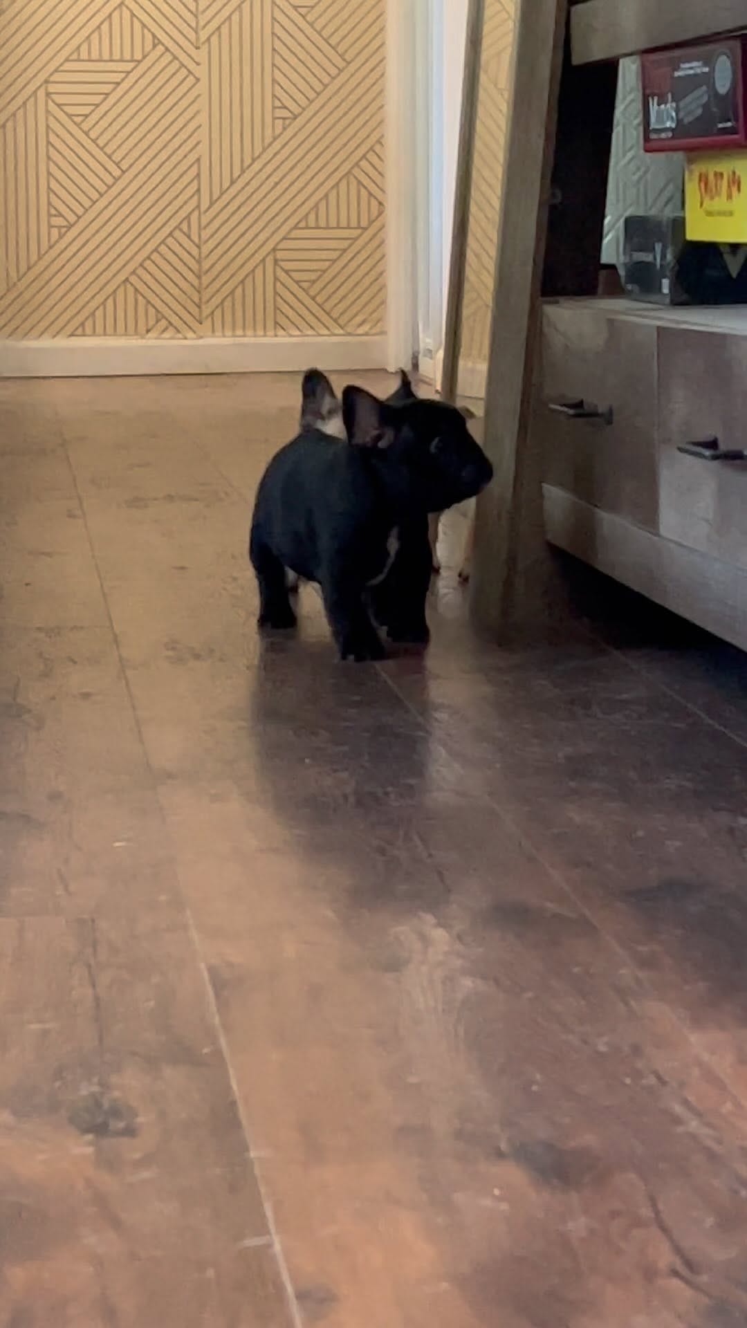 Post 10 by Monaco French Bulldogs on Instagram (video)