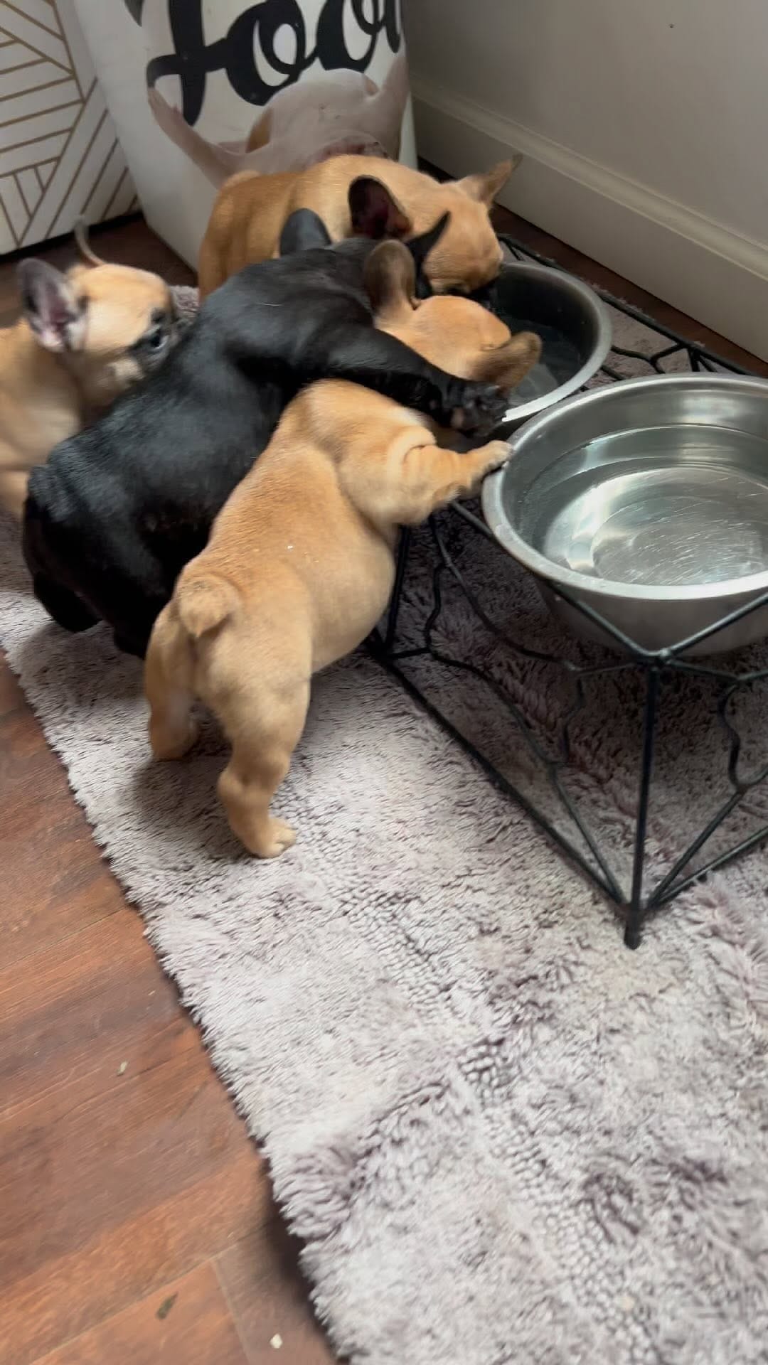 Post 9 by Monaco French Bulldogs on Instagram (video)