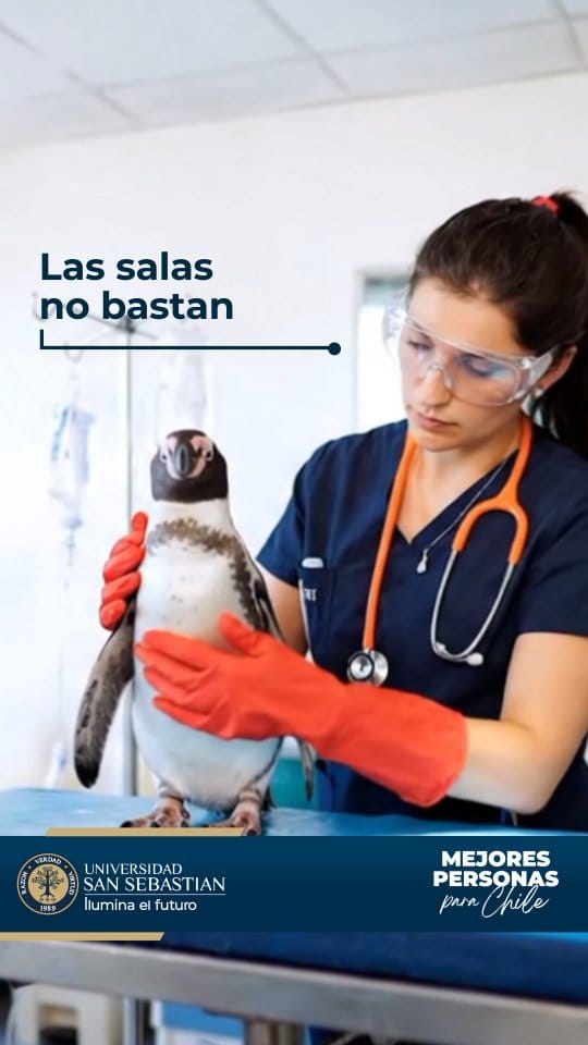Post 9 by Admisión Universidad San Sebastián on Instagram (video)