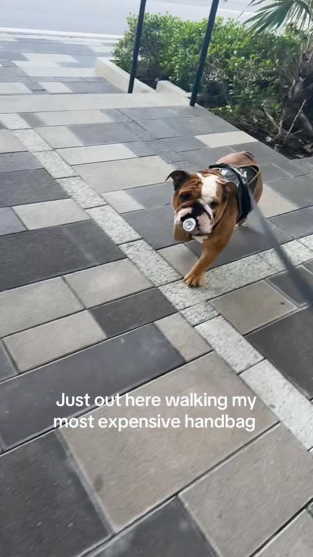 Post 3 by Max & Banx on Instagram (video)