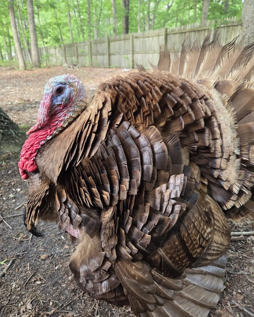 Post 2 by Atlantic Critters Rescue on Instagram (image)