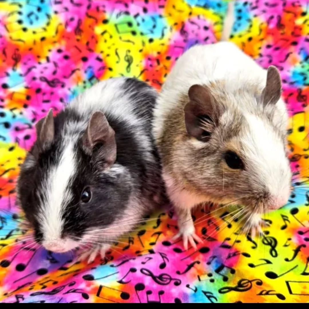 Post 9 by Atlantic Critters Rescue on Instagram (carousel)