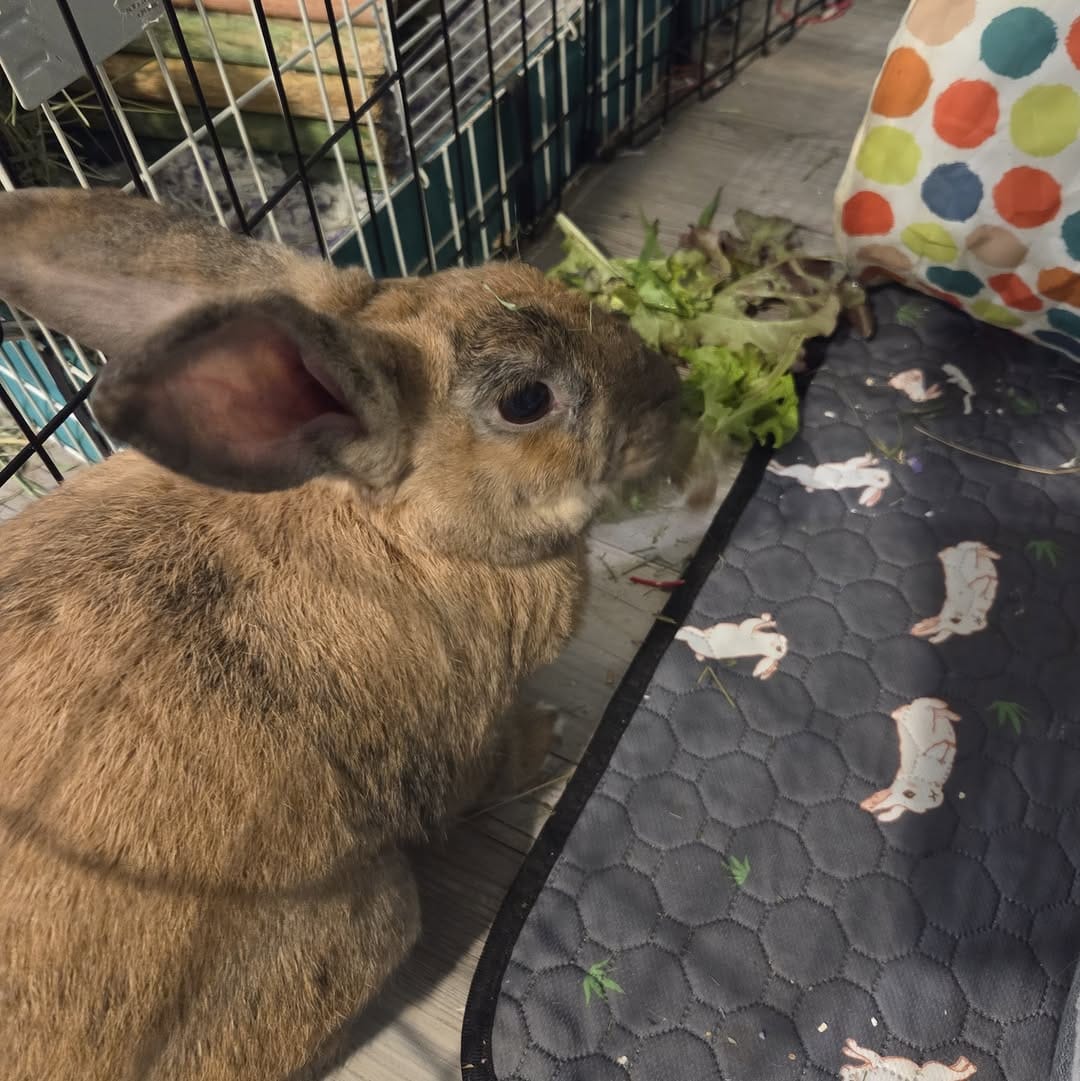 Post 3 by Atlantic Critters Rescue on Instagram (carousel)