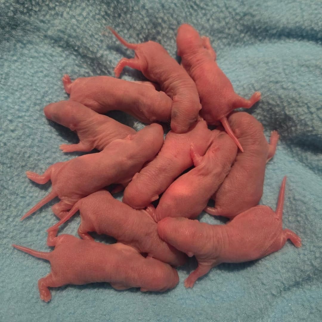 Post 5 by Atlantic Critters Rescue on Instagram (carousel)