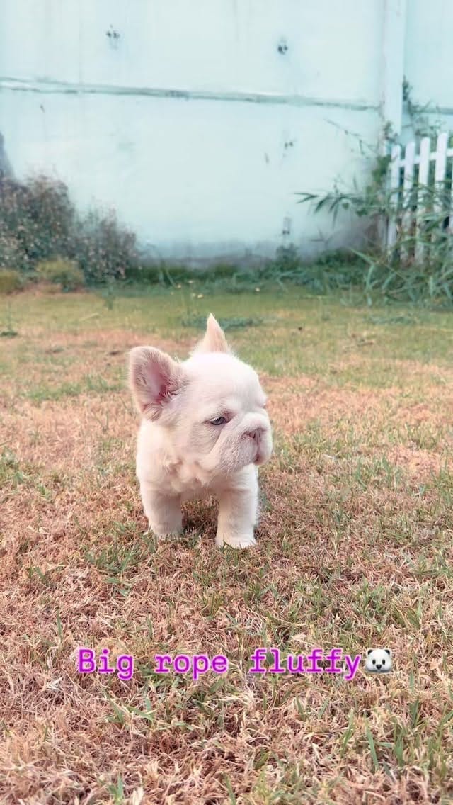 Post 1 by Frenchbulldog 🌍 on Instagram (video)