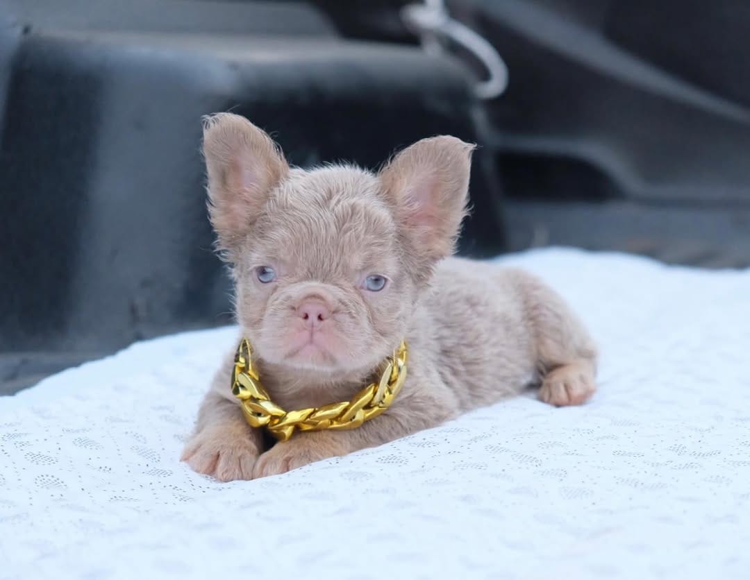 Post 10 by Frenchbulldog 🌍 on Instagram (image)