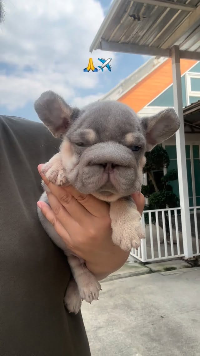 Post 7 by Frenchbulldog 🌍 on Instagram (video)