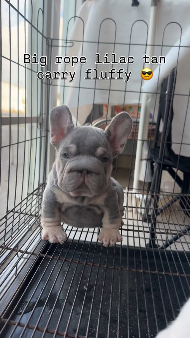 Post 5 by Frenchbulldog 🌍 on Instagram (video)