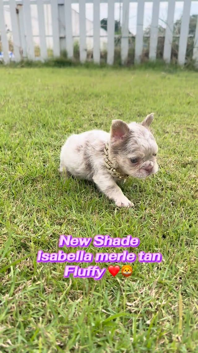Post 4 by Frenchbulldog 🌍 on Instagram (video)