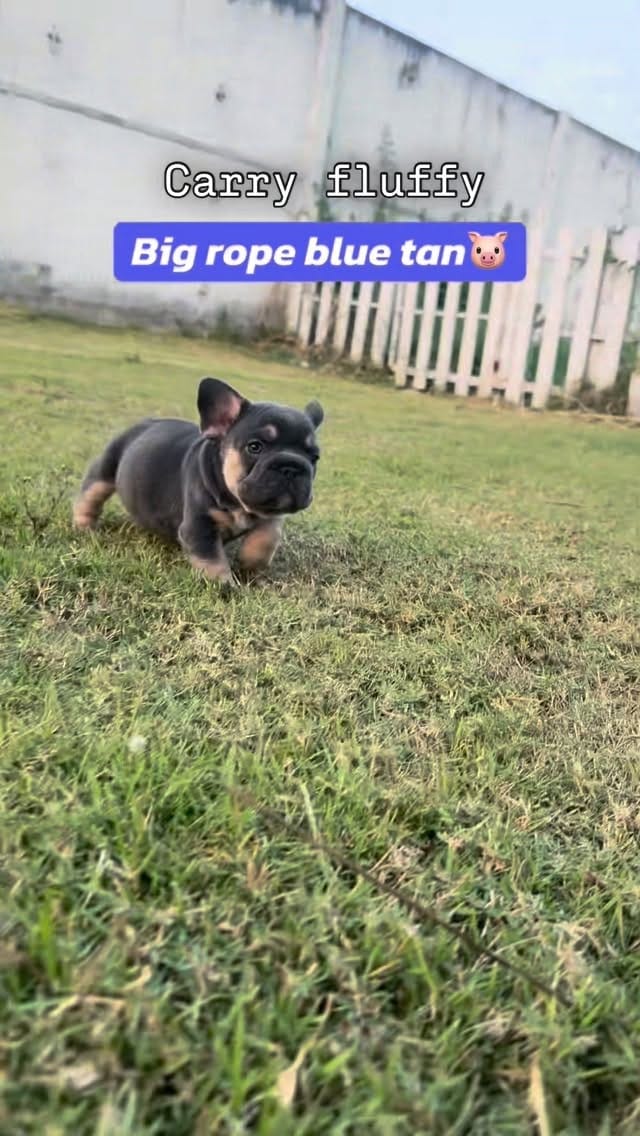 Post 8 by Frenchbulldog 🌍 on Instagram (video)