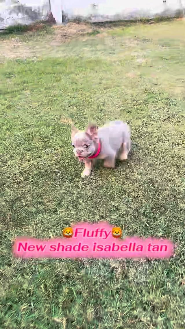 Post 6 by Frenchbulldog 🌍 on Instagram (video)