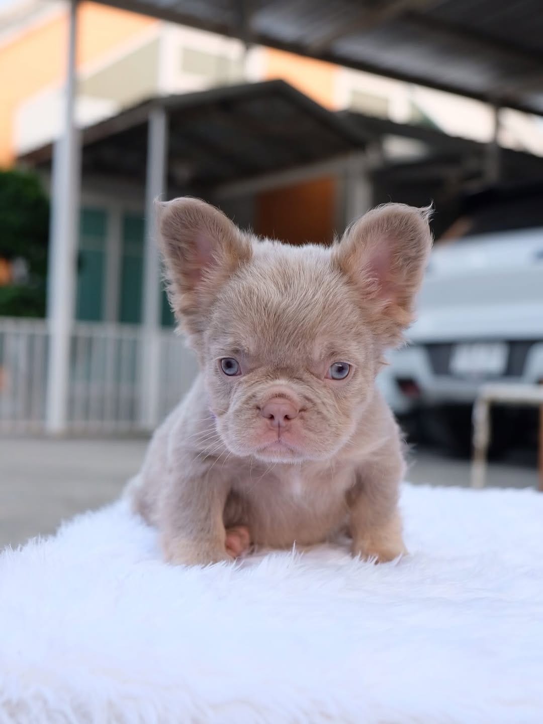 Post 9 by Frenchbulldog 🌍 on Instagram (carousel)