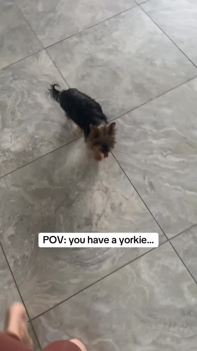 Post 4 by Frida | Teacup Yorkie on Instagram (video)