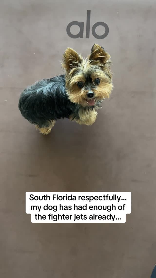Post 5 by Frida | Teacup Yorkie on Instagram (video)