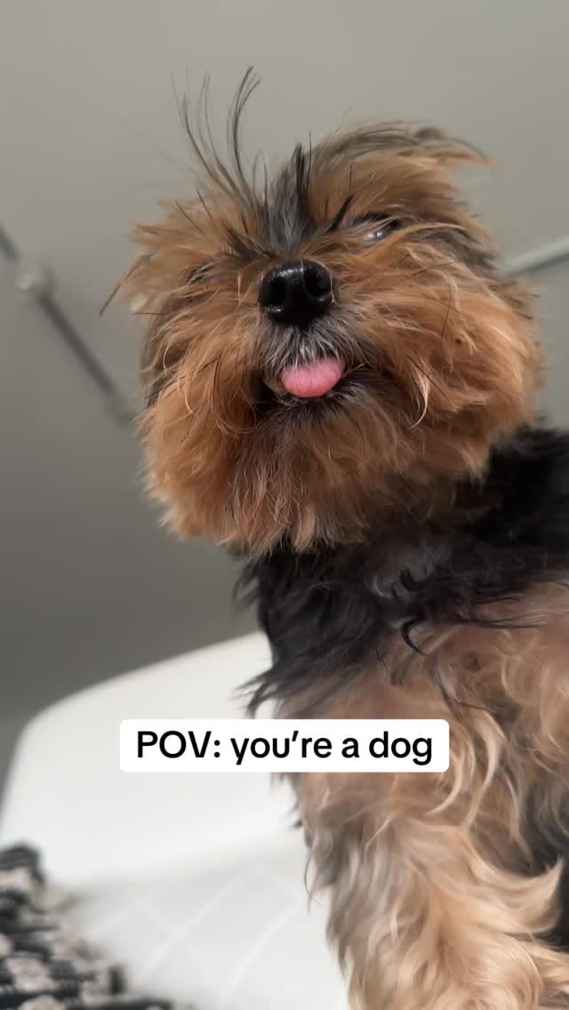 Post 3 by Frida | Teacup Yorkie on Instagram (video)