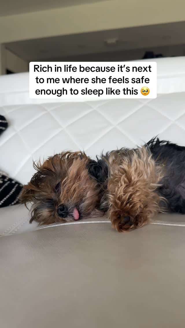 Post 6 by Frida | Teacup Yorkie on Instagram (video)