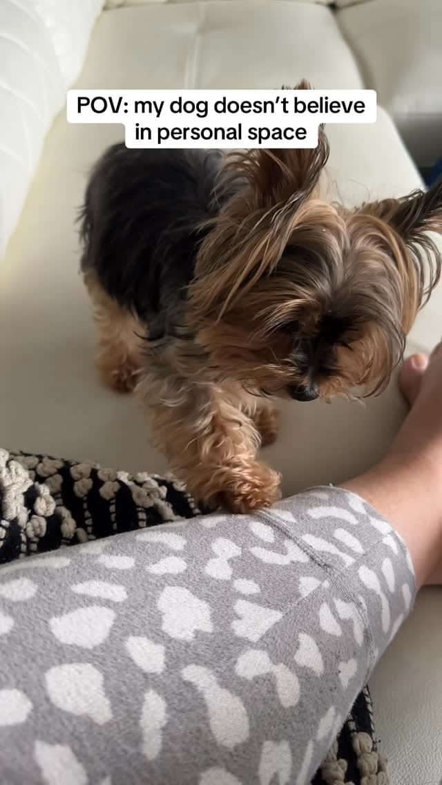 Post 9 by Frida | Teacup Yorkie on Instagram (video)