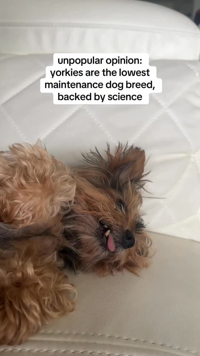 Post 10 by Frida | Teacup Yorkie on Instagram (video)