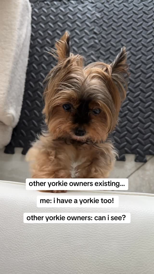 Post 8 by Frida | Teacup Yorkie on Instagram (video)