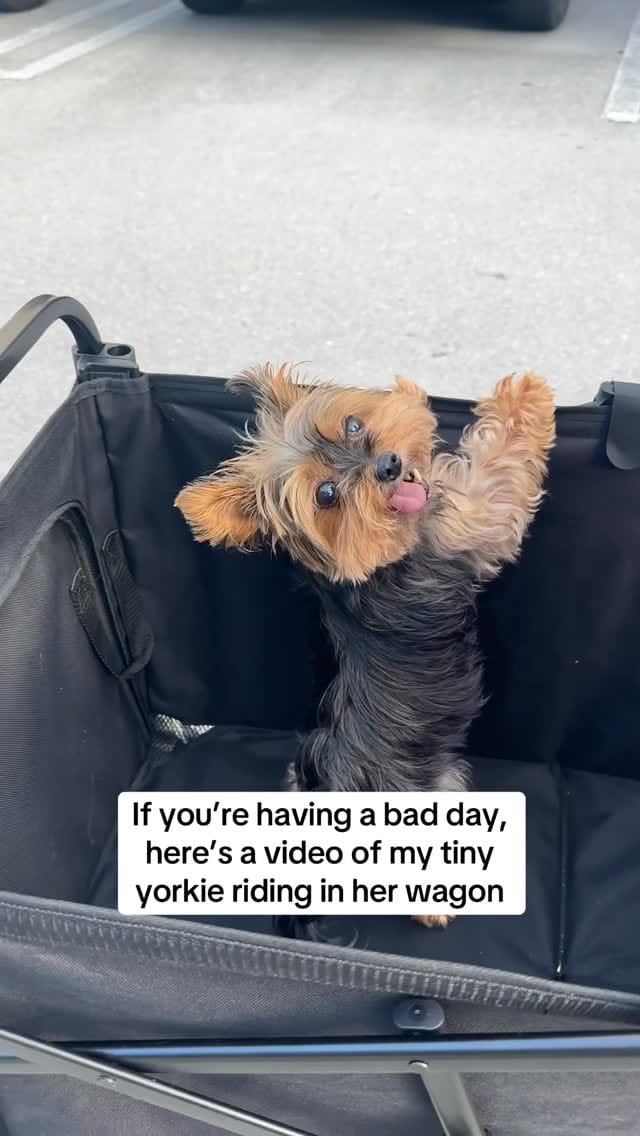 Post 2 by Frida | Teacup Yorkie on Instagram (video)